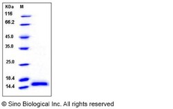 Sino Biological Recombinant Human PHPT1 Protein (His Tag), HPLC-verified,