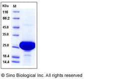 Sino Biological Recombinant Human PARK7/DJ-1 Protein (His Tag), Quantity: