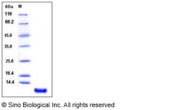 Sino Biological Recombinant Human S100P Protein, Amine-Labeled Biotinylated,