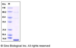 Sino Biological Recombinant Human Neuritin/NRN1 Protein (His Tag), Quantity: