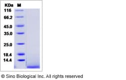 Sino Biological Recombinant Human IGF-II Protein, Quantity: Each of 1
