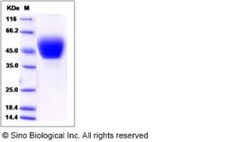 Sino Biological Human TSPAN1 Protein (aa 110-211, Fc Tag) 100ug, Quantity: