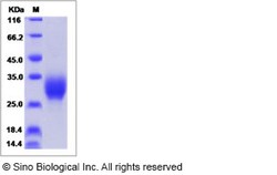 Sino Biological Human IL19 / Interleukin-19 Protein (His Tag) 50ug, Quantity:
