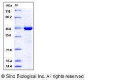 Sino Biological Recombinant Human PTP4A2 Protein (GST Tag), Quantity: Each