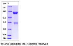 Sino Biological Human JAM3 / JAM-C Protein (Fc Tag) 100ug, Quantity: Each
