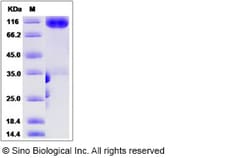 Sino Biological Human MAG / GMA / Siglec-4 Protein (Fc Tag) 100ug, Quantity:
