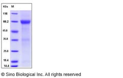 Sino Biological Human ADCYAP1R1 Protein (Fc Tag) 50ug, Quantity: Each of