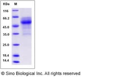 Sino Biological Recombinant Human PANP/C12orf53 Protein (hFc Tag), Quantity: