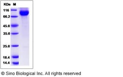 Sino Biological Recombinant Human CDCP1 Protein (Secreted Form, mFc Tag),