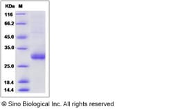 Sino Biological Recombinant Human TMED1 Protein (His Tag), Quantity: Each