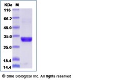 Sino Biological Human GranzymeA / GZMA Protein (His Tag) 50ug, Quantity: