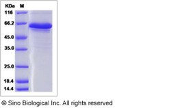 Sino Biological Recombinant Human CNPY3 Protein (hFc Tag), Quantity: Each