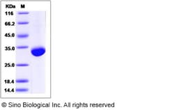 Sino Biological Recombinant Human BTN3A3 Protein (His Tag), Quantity: Each
