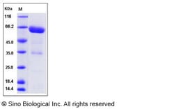 Sino Biological Human NRG1-alpha Protein (ECD, Fc Tag) 100ug, Quantity: