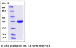 Sino Biological Recombinant Human IgG4 Protein (S108P), HPLC-verified,