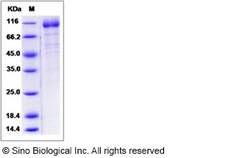 Sino Biological Recombinant Human LILRA3 Protein (hFc Tag), Quantity: Each