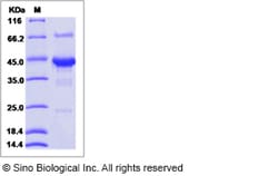 Sino Biological Human SHISA3 Protein (Fc Tag) 100ug, Quantity: Each of