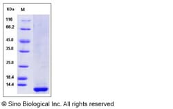 Sino Biological Recombinant Human CLPS Protein (His Tag), HPLC-verified,