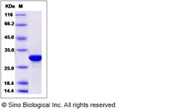 Sino Biological Recombinant Human BPHL Protein (His Tag), Quantity: Each
