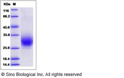 Sino Biological Recombinant Human RAMP3 Protein (hFc Tag), Quantity: Each