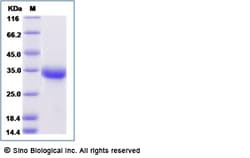 Sino Biological Recombinant Human PILR-beta Protein (His Tag), Quantity: