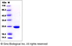 Sino Biological Recombinant Human GSTK1 Protein, Quantity: Each of 1