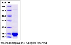 Sino Biological Recombinant Human MAP1LC3A Protein (His Tag), Quantity: