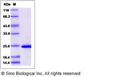 Sino Biological Human PPIL2 Protein (aa 280-457, His Tag) 100ug, Quantity: