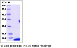 Sino Biological Recombinant Human VAMP3 Protein (His Tag), Quantity: Each