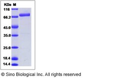 Sino Biological Recombinant Human CD177 Protein (hFc Tag), Quantity: Each