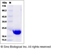 Sino Biological Recombinant Human Cofilin Protein (His Tag), Quantity: