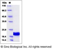 Sino Biological Recombinant Human GABARAPL1 Protein (His Tag), HPLC-verified,