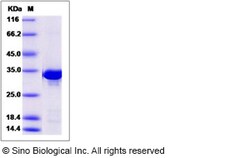 Sino Biological Recombinant Human BCL2L12 Protein (GST Tag), Quantity: