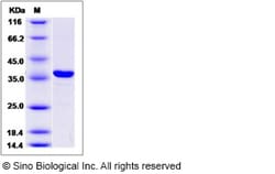 Sino Biological Recombinant Human Syntaxin 3 Protein (His Tag), Quantity: