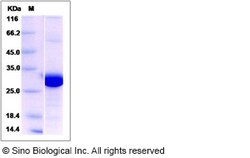 Sino Biological Recombinant Human PSME2 Protein (His Tag), Quantity: Each