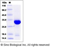 Sino Biological Human PSME3 / PA28-gamma Protein (His Tag) 100ug, Quantity: