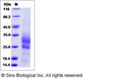 Sino Biological Recombinant Human Cyclophilin F Protein (His Tag), Quantity: