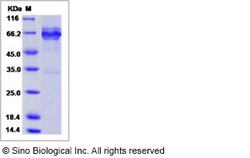 Sino Biological Recombinant Human Syntaxin 7 Protein (mFc Tag), Quantity: