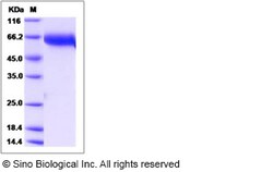 Sino Biological Human LIF Protein (Fc Tag) 100ug, Quantity: Each of 1