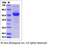 Sino Biological Recombinant Human TMED9 Protein (mFc Tag), Quantity: Each