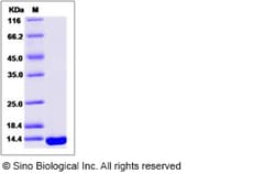 Sino Biological Human PFN4 / Profilin 4 Protein (His Tag) 100ug, Quantity: