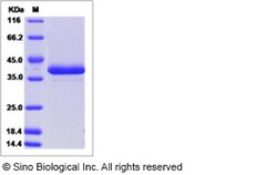 Sino Biological Recombinant Human Defensin alpha 3/DEFA3 Protein (hFc Tag),
