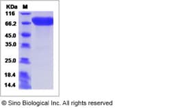 Sino Biological Recombinant Human HNT/NTM Protein (hFc Tag), Quantity: