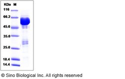 Sino Biological Human MAGI1 / CNKSR3 Protein (GST Tag) 100ug, Quantity: