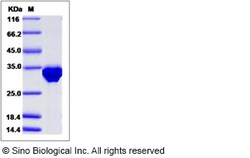 Sino Biological Recombinant Human BIN2 Protein (His Tag), Quantity: Each