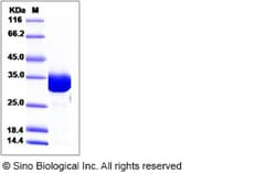 Sino Biological Recombinant Human CLIC1 Protein (His Tag), Quantity: Each