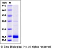 Sino Biological Recombinant Human ALR Protein (His Tag), Quantity: Each