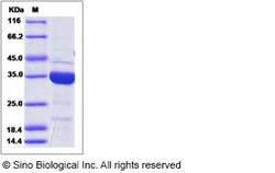 Sino Biological Human IDI2 Protein (His Tag) 100ug, Quantity: Each of 1
