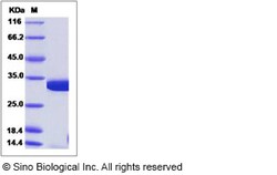 Sino Biological Recombinant Human COASY Protein (His Tag), Quantity: Each