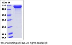 Sino Biological Recombinant Human GRIK2 Protein (hFc Tag), Quantity: Each